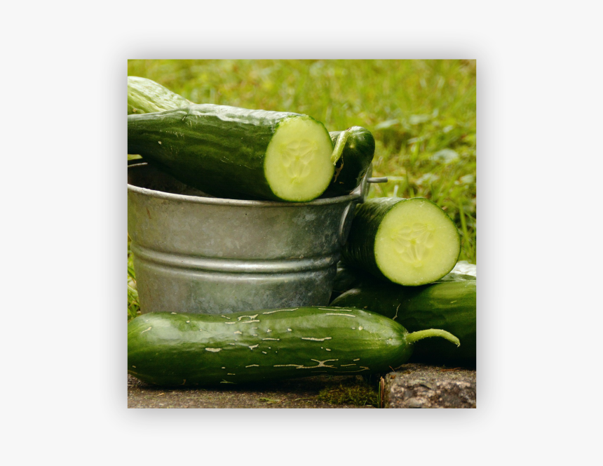 Cucumbers - Alimentos Que Contienen Aluminio, HD Png Download, Free Download