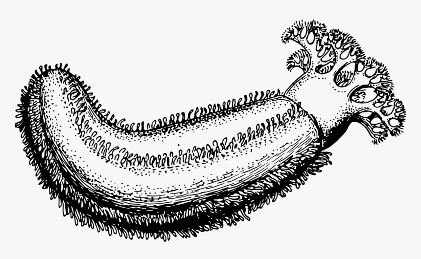 Line Art,wing,jaw - Sea Cucumber Drawing Easy, HD Png Download, Free Download