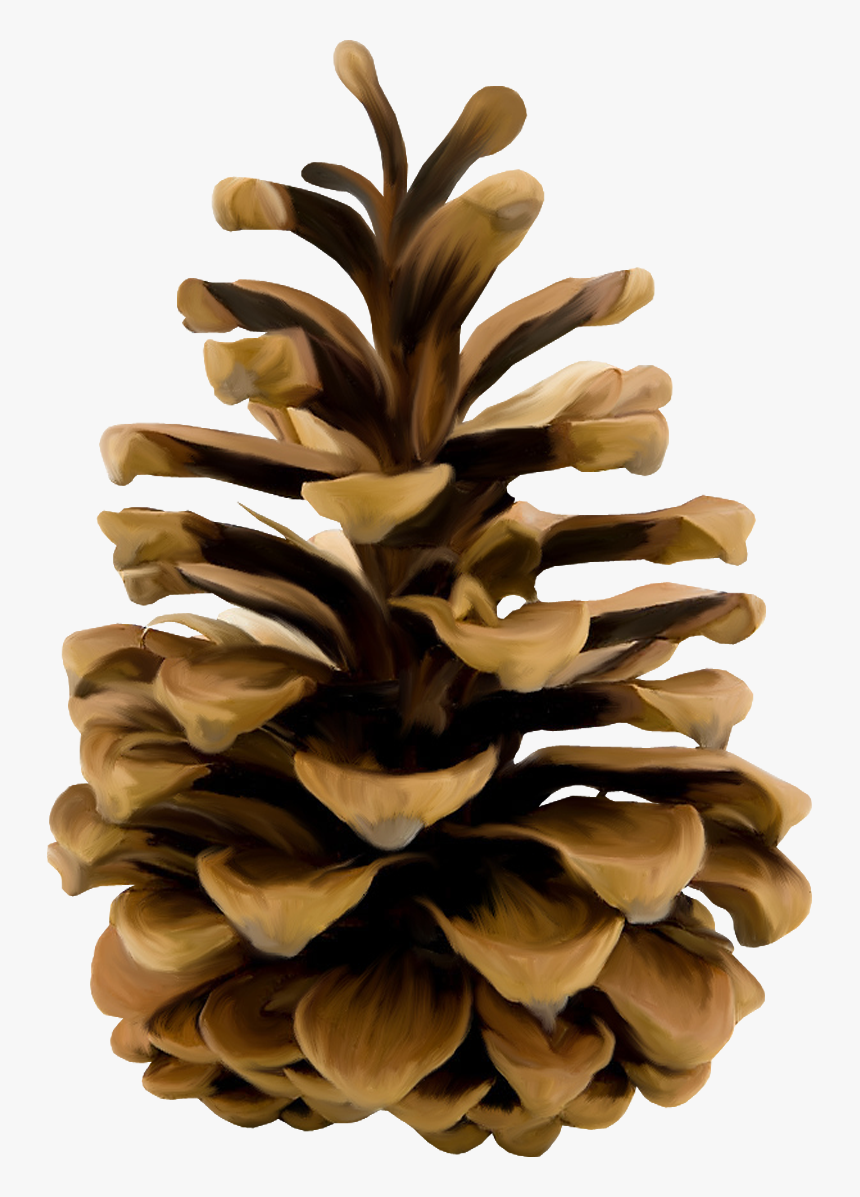 Stone Pine Conifer Cone Conifers Clip Art - Pine Cone Transparent Background, HD Png Download, Free Download