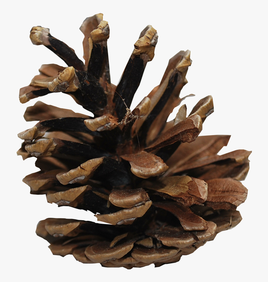 Pine Cone Transparent, HD Png Download, Free Download