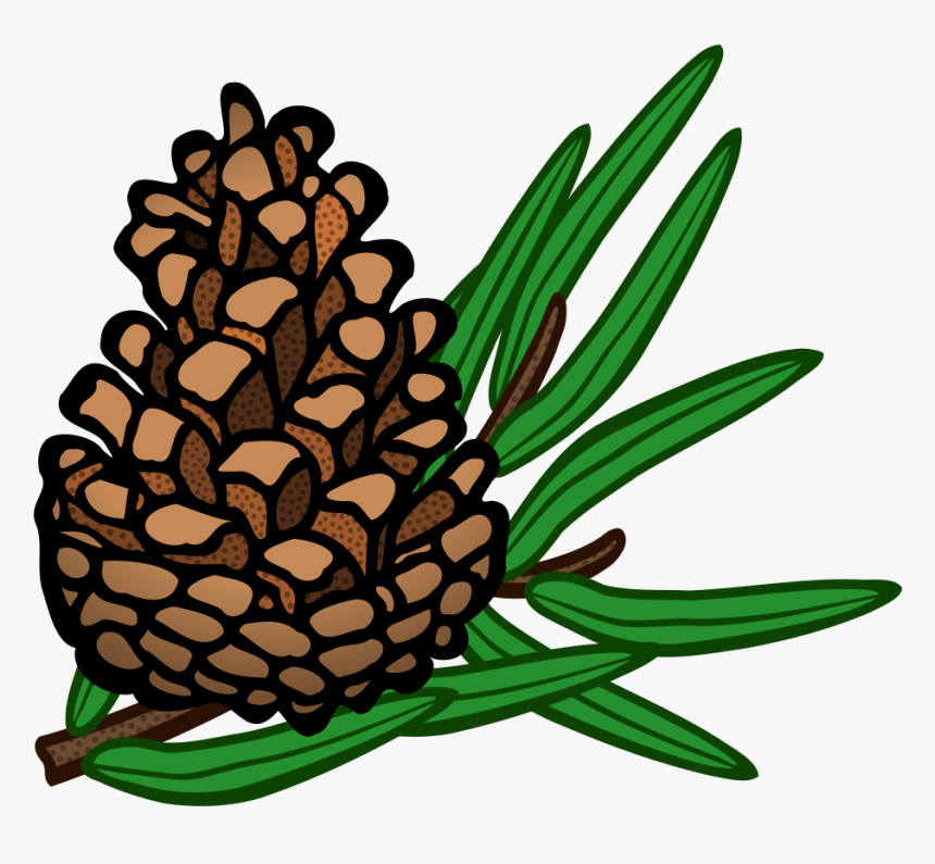 Conifer Cone - Coloured - Conifers Clipart, HD Png Download, Free Download