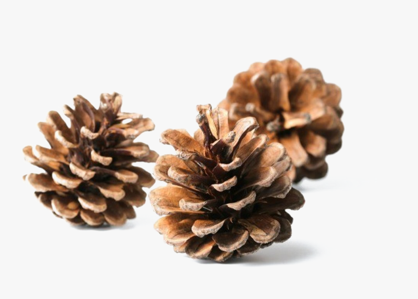 Conifer - Cones In Pine, HD Png Download, Free Download