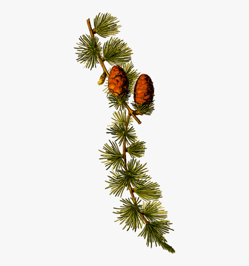 Twig Vector Conifer - Larix Decidua, HD Png Download, Free Download