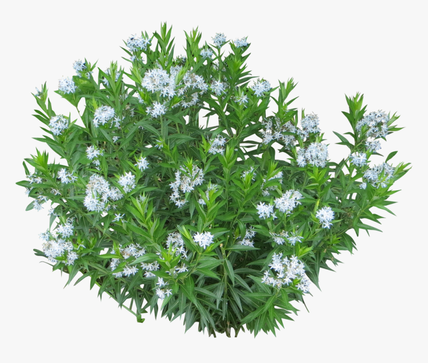 White Flower Bush Png, Transparent Png, Free Download
