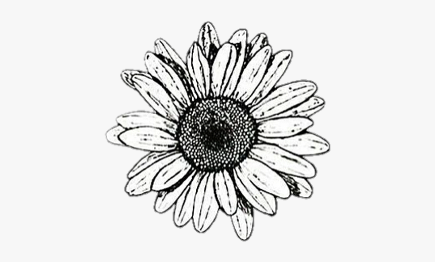 Clip Art Collection Of Free Flower - Transparent Flower Drawing Png, Png Download, Free Download