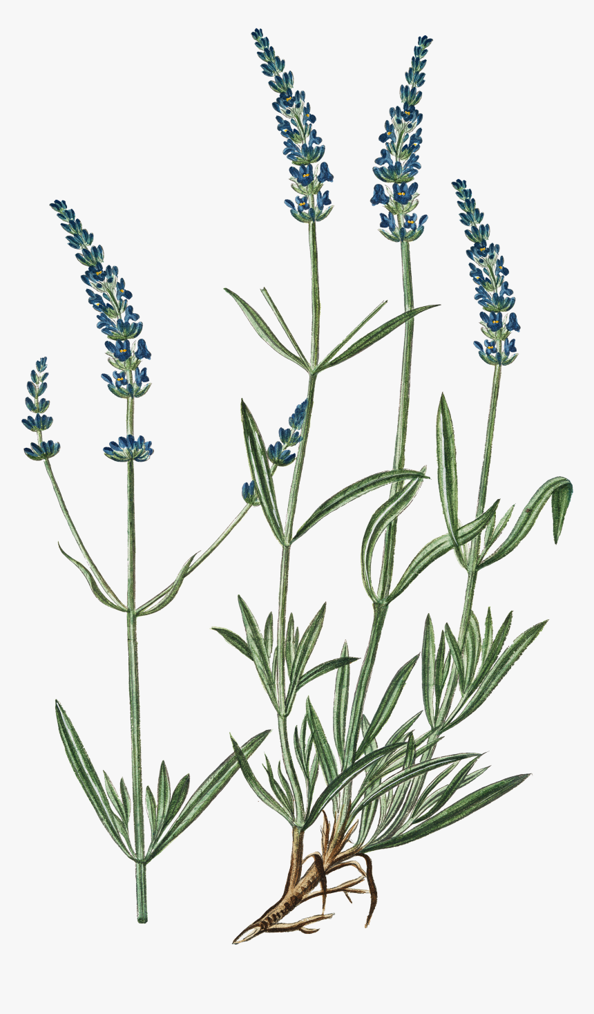 Fernleaf Lavender, HD Png Download, Free Download