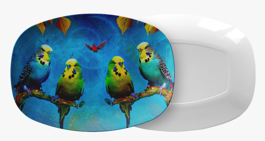 Budgie, HD Png Download, Free Download