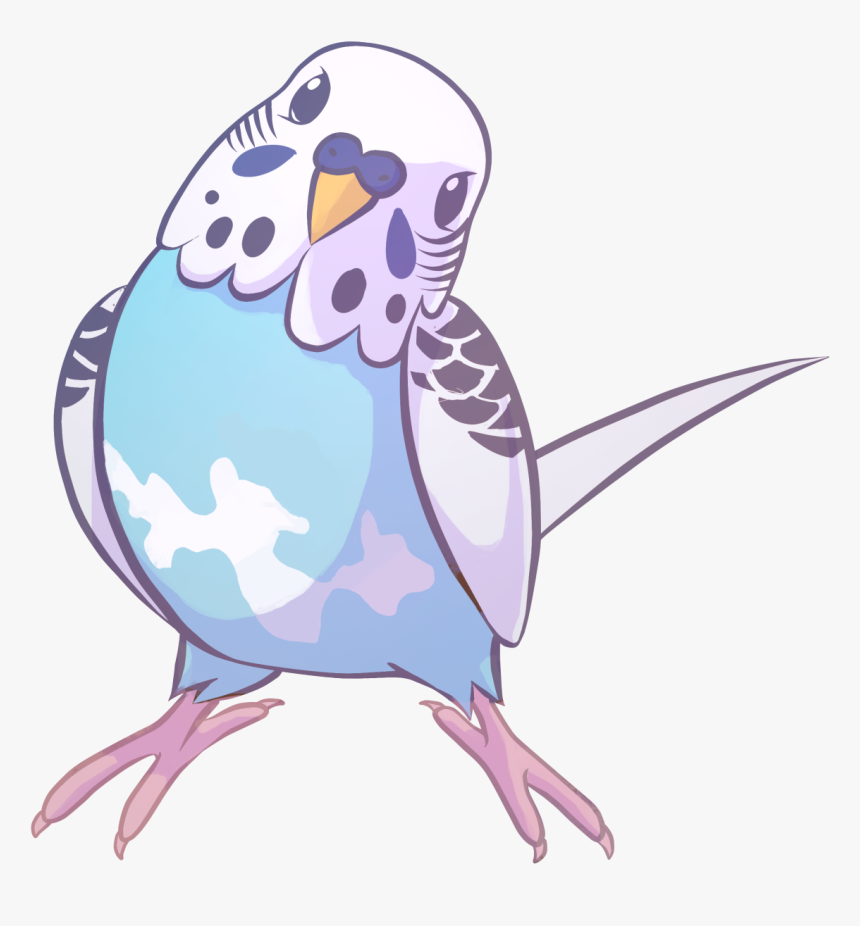 Drawing Parakeet Hd Png Download Kindpng