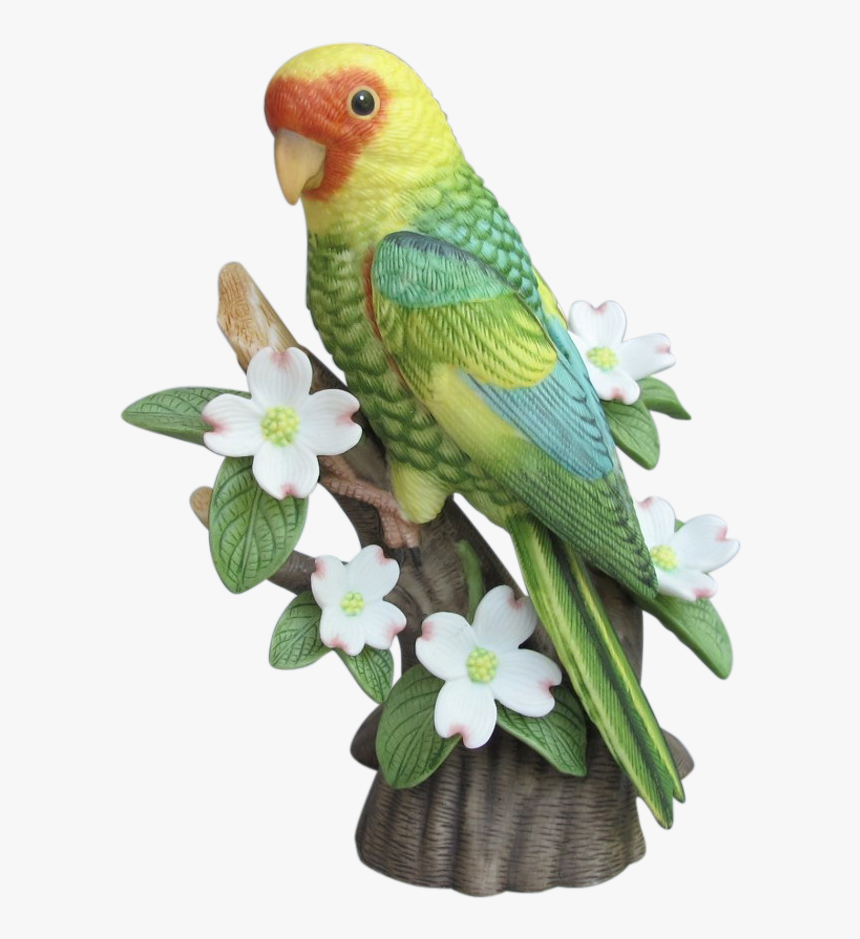 Budgie Drawing Carolina Parakeet - Budgie, HD Png Download, Free Download