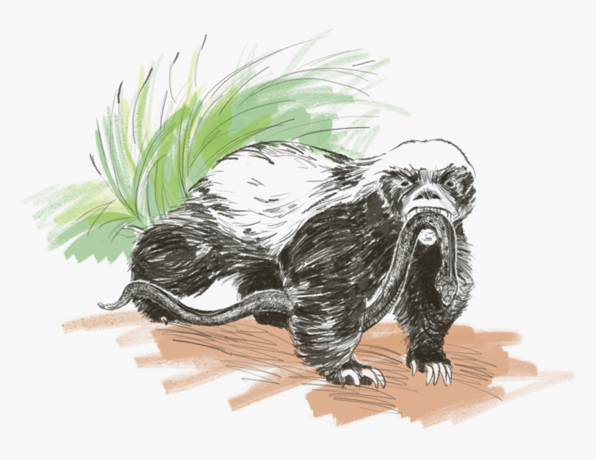 Honeybadger, HD Png Download, Free Download