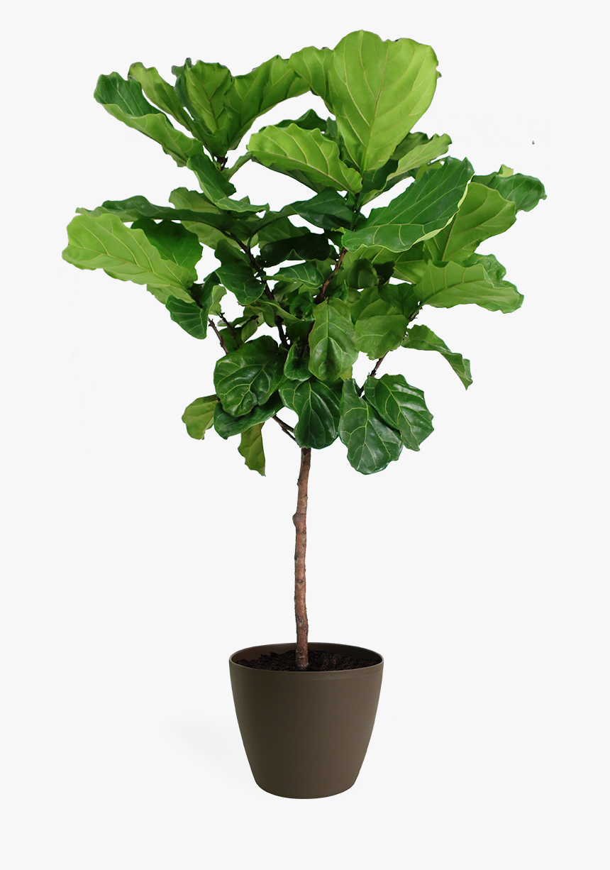 Plant.png, Transparent Png, Free Download