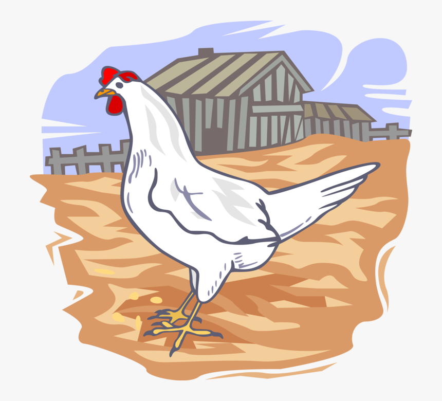 Vector Illustration Of Domesticated Fowl Chicken On - External Parasites Of Poultry, HD Png Download, Free Download