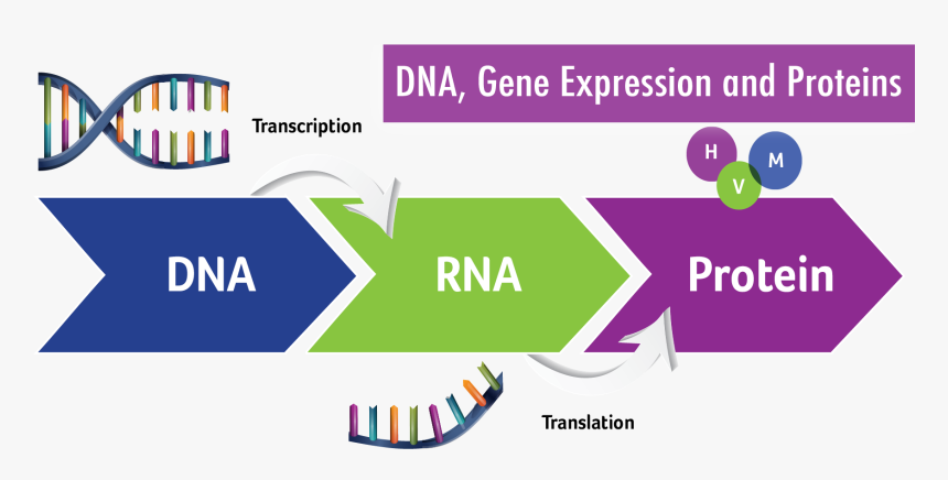 Dna To Proteins Transparent, HD Png Download, Free Download