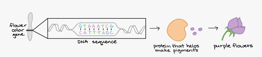 Central Dogma Of Molecular Biology, HD Png Download, Free Download