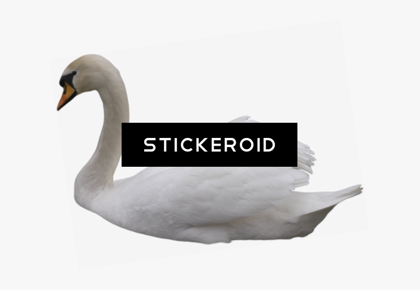 Tundra Swan , Png Download - Tundra Swan, Transparent Png, Free Download