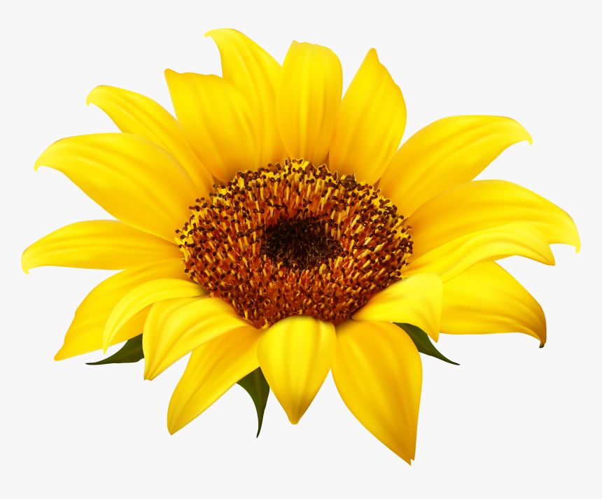 Sunflower Clipart Image Gallery High-quality Transparent - Clipart Transparent Background Sunflower, HD Png Download, Free Download