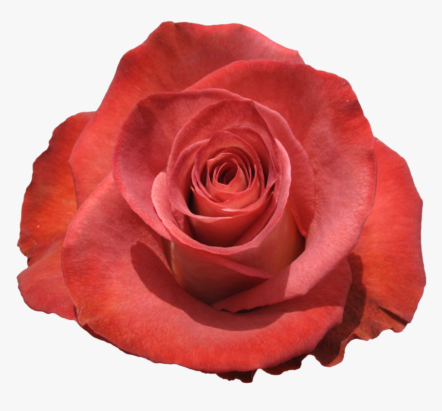 Rose Leonidas, HD Png Download, Free Download