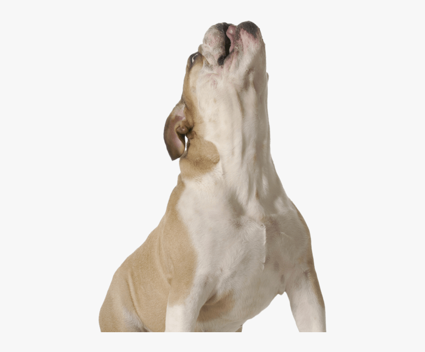 Pet Image - Dog Transparent Mouth Open, HD Png Download, Free Download