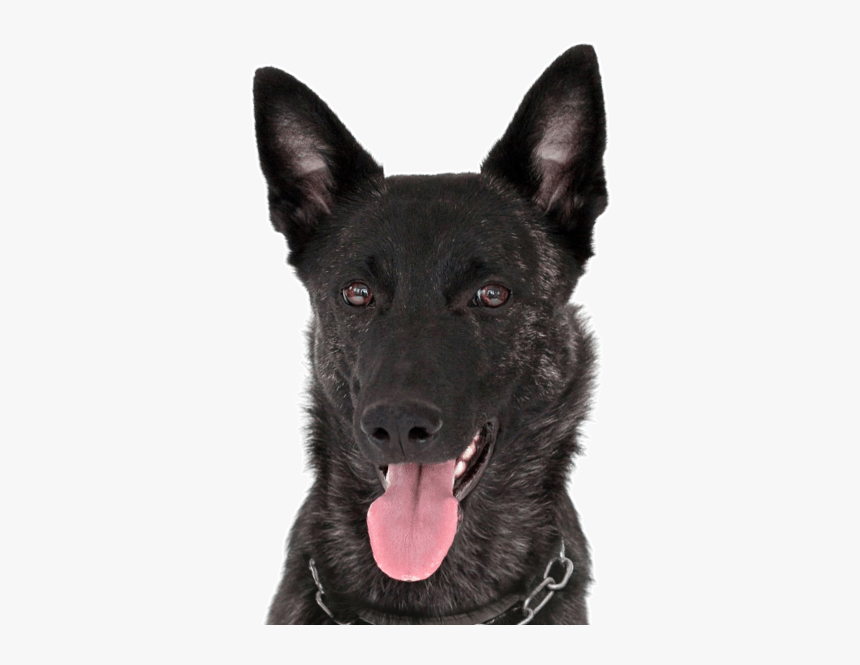 German Shepherd Mutt - Dog Yawns, HD Png Download, Free Download