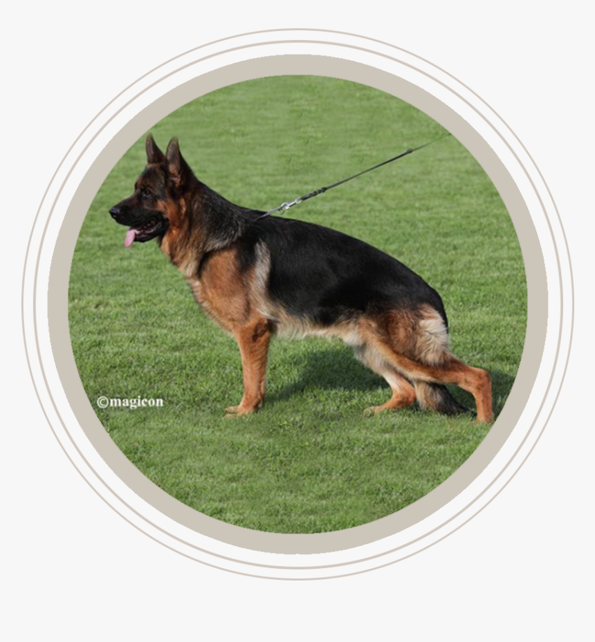 German Shepherd Smiling - Old German Shepherd Dog, HD Png Download, Free Download