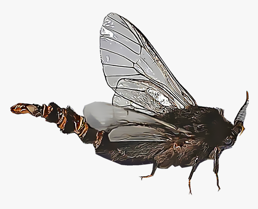 Illustration Of A Bagworm - House Fly, HD Png Download, Free Download