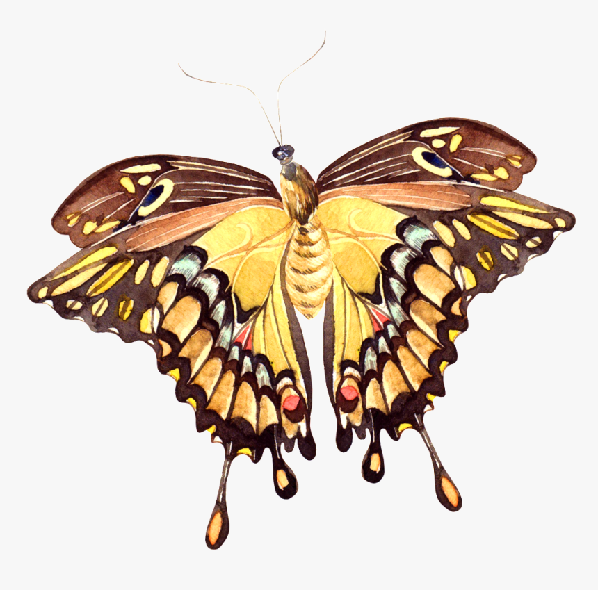 Hand Painted A Vivid Butterfly Png Transparent - Papilio Machaon, Png Download, Free Download