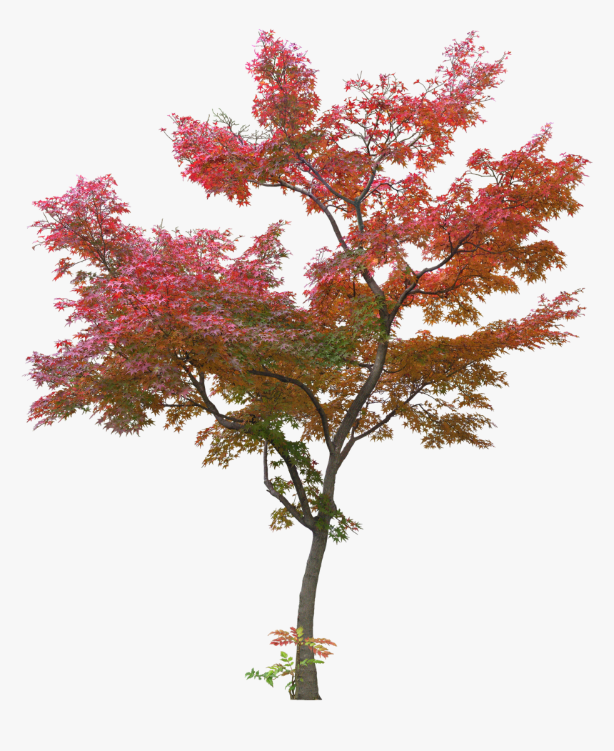 Japanese Tree Leaf Plant - Japanese Maple Tree Png, Transparent Png, Free Download