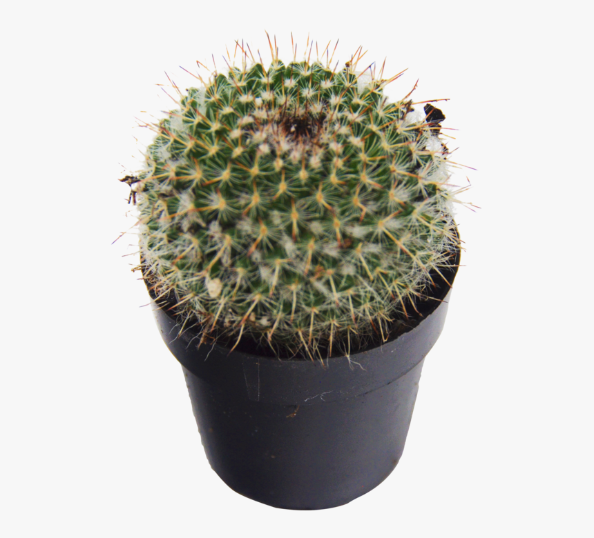 1-pack Saguaro Cactus Succulent - Thorns, Spines, And Prickles, HD Png Download, Free Download