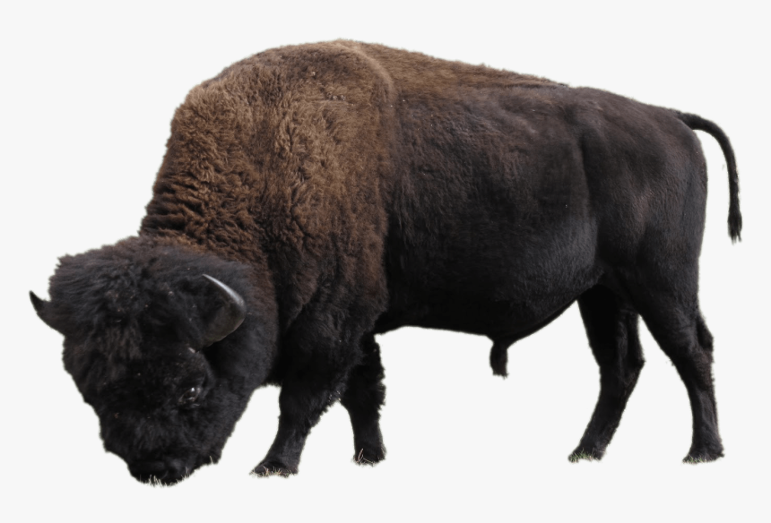 Elk Island Park Buffalo, HD Png Download, Free Download