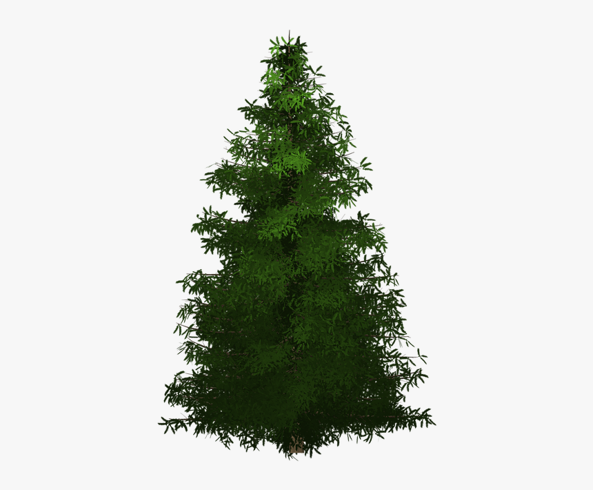 Spruce, Tree, Painted Tree, Green, Nature, Plant - Transparent Tree Painting Png, Png Download, Free Download