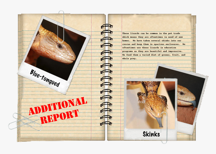 Additional Report - Alligator Snapping Turtle, HD Png Download, Free Download