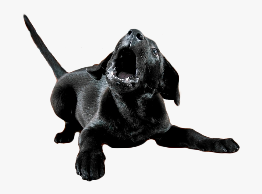 We"ll Help You Eliminate The Stress, And Transform - Dogs Voice, HD Png Download, Free Download