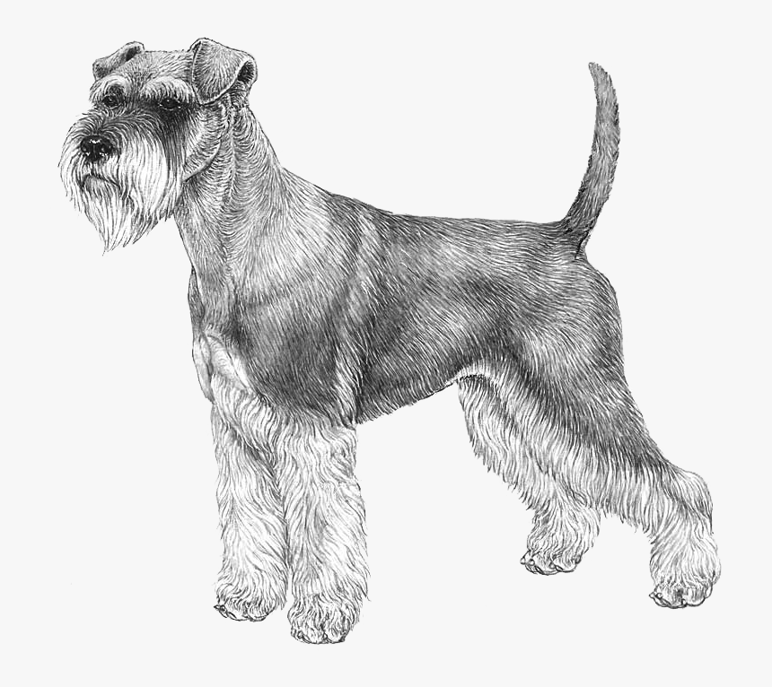 Norwegian Elkhound Png, Transparent Png, Free Download