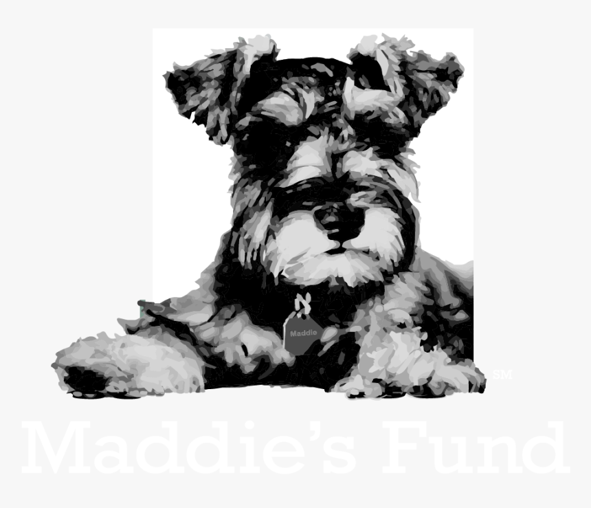 Dog,dog Schnauzer,sealyham Terrier,scottish Terrier,small - Maddie's Fund, HD Png Download, Free Download