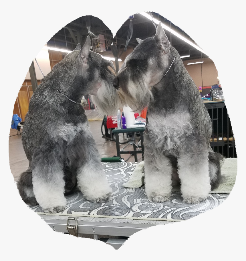 Standard Schnauzer, HD Png Download, Free Download