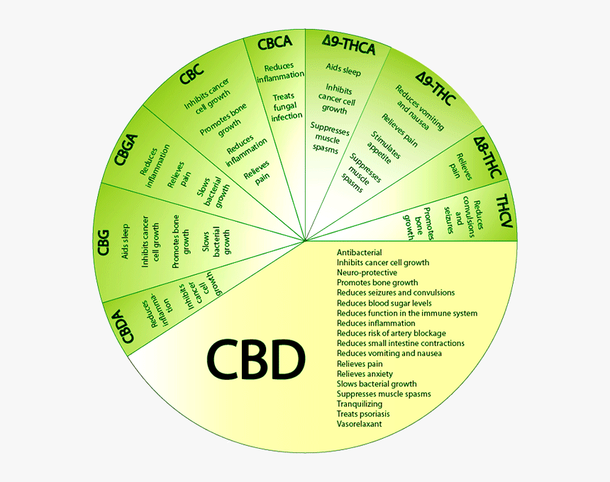 Transparent Tostilocos Png - Cannabinoids Effects, Png Download, Free Download