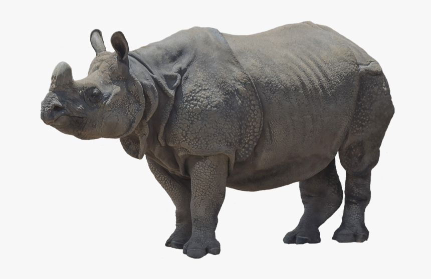 Platybelodon Png, Transparent Png, Free Download