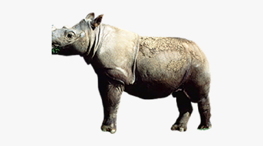 Rhinoceros Png Transparent Images - Indian Rhinoceros, Png Download, Free Download