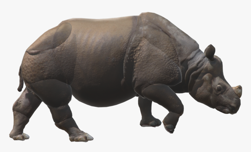 Black Rhinoceros, HD Png Download, Free Download