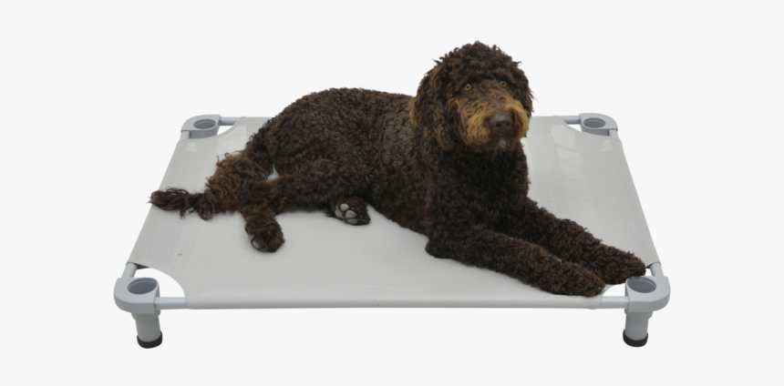 Labradoodle, HD Png Download, Free Download