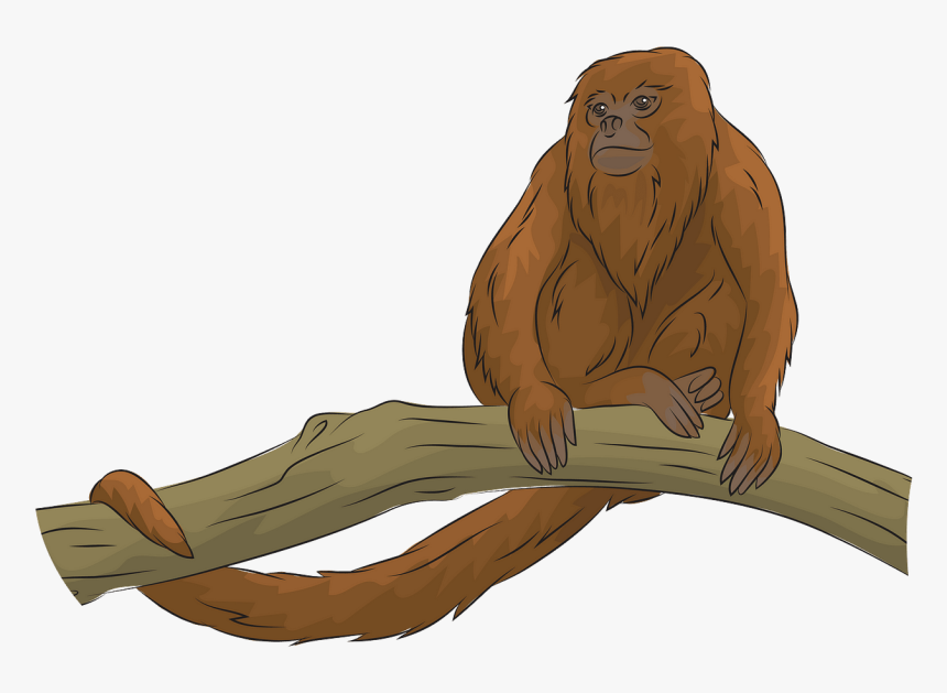 Orangutan, HD Png Download, Free Download