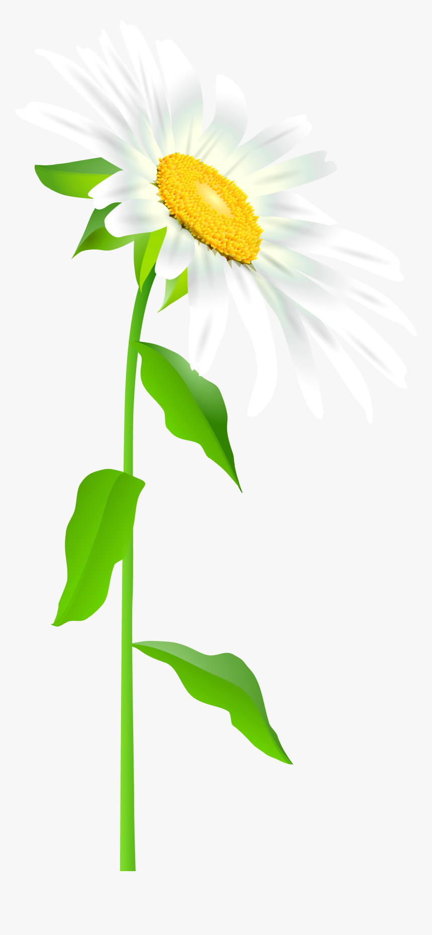 Daisy Flower Stem Transparent, HD Png Download - kindpng