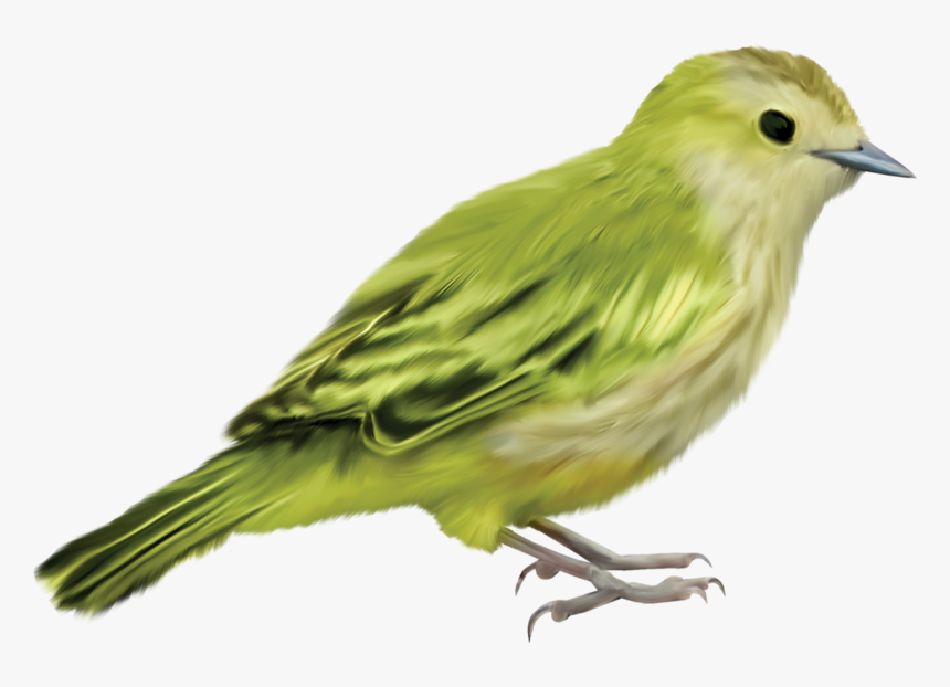 Beautiful Images, Parrot, Bird Crafts, Bird Art, Bird - Imagenes De Pajaros Png, Transparent Png, Free Download