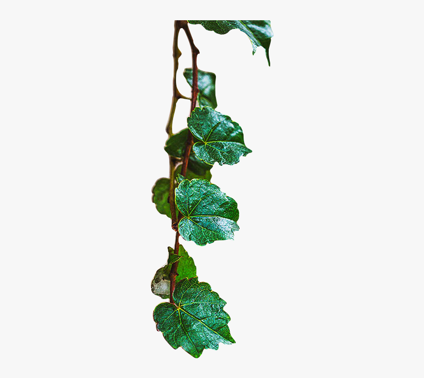 [ Enumcut ] Ivy Leaf Photo - Christmas Tree, HD Png Download, Free Download