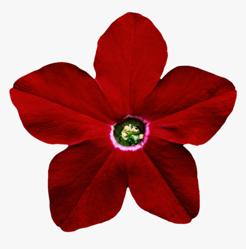 Transparent Petunia Clipart - Red Star Flower Png, Png Download, Free Download