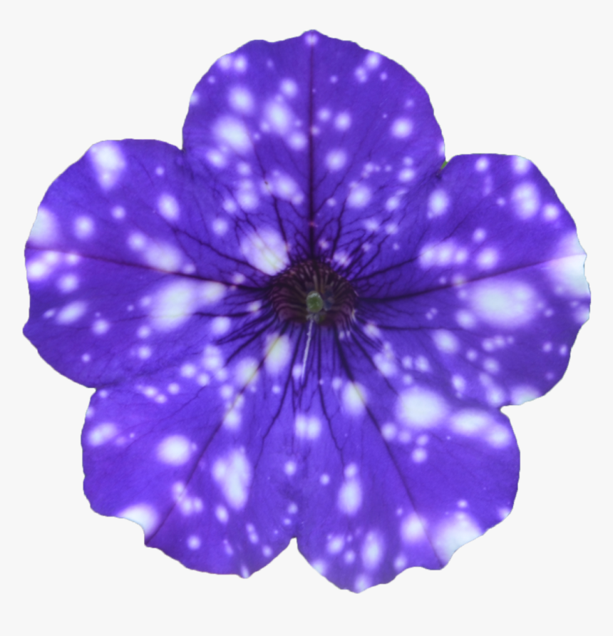 Pericallis, HD Png Download, Free Download