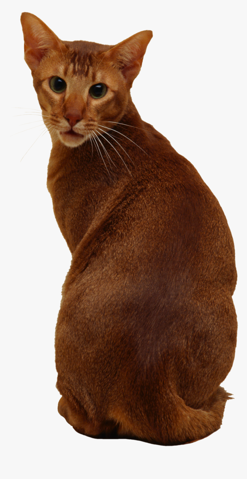 Cat Png - Abyssinian, Transparent Png, Free Download