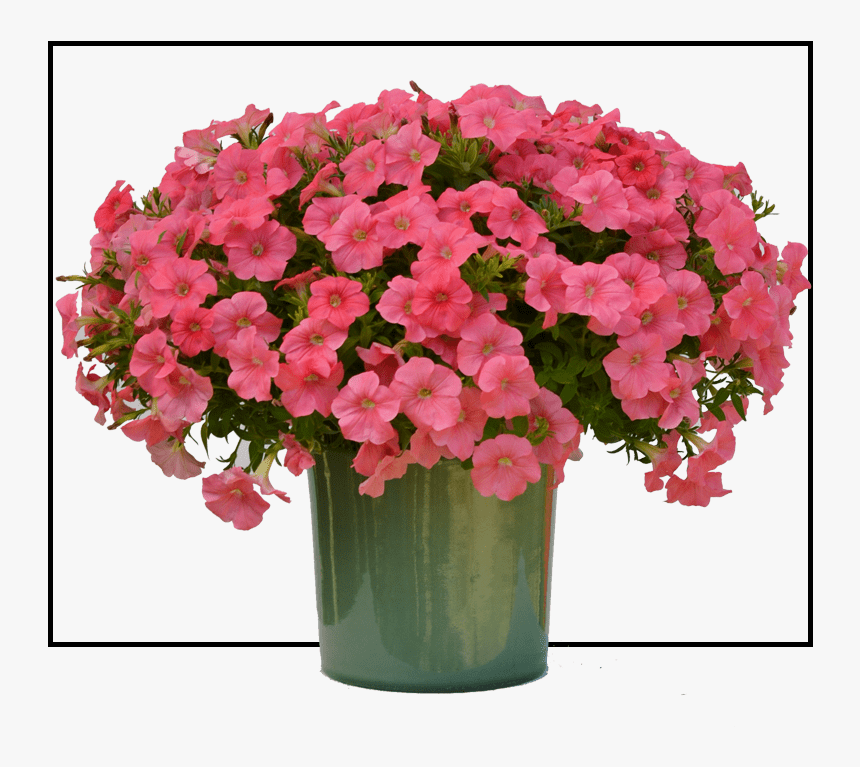 Flowerpot, HD Png Download, Free Download