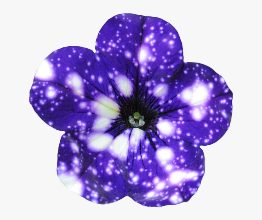 “night Sky Petunia - Petunia Cultivar Night Sky, HD Png Download, Free Download