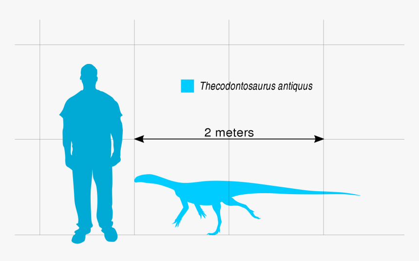 File - Thecodontosaurus Scale - Svg - Ornitholestes - 3 Cubic Meter Skip Bin, HD Png Download, Free Download